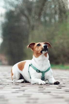 趴在地上的比格犬图片